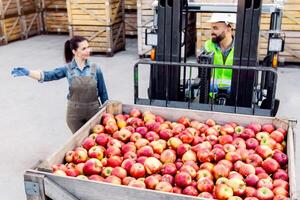 Fruit warehouse management, business and production of juice and puree smiling confident. Millennial woman points direction to man in uniform and hard hat for lift up box with lot of red ripe apples photo