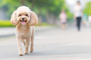 Adorable Golden Poodle Enjoying a Walk in the Park photo