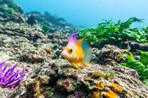 Stunning Underwater Fish in Vibrant Coral Reef photo