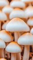 of Exquisite Mushrooms A Nature's Delicate Creation photo