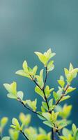 Fresh Spring Leaves on a Branch Nature's Beauty photo