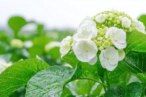 Stunning White Hydrangea in a Lush Garden Setting photo