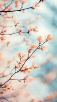 Delicate Peach Blossoms in Springtime Nature photo