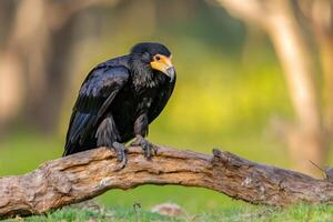 Majestic Black Bird Perched on a Rustic Branch in Nature's Embrace photo