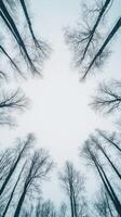 Awe inspiring Winter Forest Canopy, Bare Branches Reaching for the Pale Sky photo