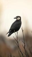 Majestic Black and White Bird Perched on Branch Stunning Wildlife Photography photo