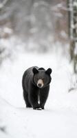 Majestic Black Bear Walking in Snowy Winter Forest. A powerful predator in its natural habitat, showcasing the beauty of winter wildlife and the cold season's serene landscape. photo