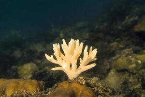 Stunning Underwater Coral Reef Scene A Breathtaking View of Vibrant Marine Life in its Natural Habitat. Discover the Beauty of the Ocean's Ecosystem and the Wonders of Nature Photography. photo