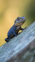 of a striking lizard perched on weathered wood, showcasing intricate scales and reptilian texture. A captivating wildlife image, perfect for nature documentaries or educational resources. photo