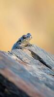 of a Frog on a Rock in its Natural Habitat. A Stunning Wildlife Photography showcasing the intricate details of this amphibian, perched on a textured stone in a sunlit natural setting. photo
