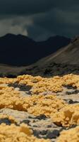 Golden Desert Blooms A Stunning Landscape of Resilient Desert Flowers Against a Dramatic Mountain backdrop. Discover the vibrant beauty of nature's tenacity in arid environments. photo