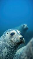 Stunning Underwater Shot of a Curious Seal in its Natural Habitat. Discover the beauty of marine wildlife and explore the mysteries of the deep ocean. A captivating wildlife photo. photo