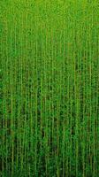 Vibrant Green Plants A View of Lush Greenery, Botanical Texture and Pattern, Perfect for Nature and Ecology Lovers photo