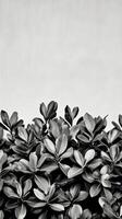Black and White Botanical Photography Monochromatic Leaf Textures and Patterns. A minimalist nature image perfect for modern home decor, wall art, and graphic design projects. photo