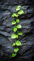 A Verdant Ivy Ascends a Dark Stone Face, Nature's Artistic Embrace photo