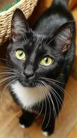 of a captivating black and white cat with captivating eyes and delicate whiskers. A charming pet portrait, showcasing the beauty of domestic felines. photo