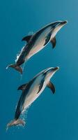 Two dolphins jumping in the air in the ocean photo