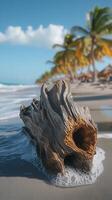 A driftwood log on the beach photo