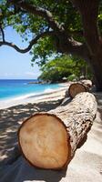 Serene Beach Landscape Sun Kissed Sand, Tranquil Ocean, and Majestic Tree Trunks. A captivating view of a tropical paradise, perfect for relaxation and escape. photo