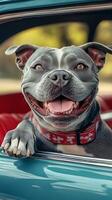 A smiling pit bull dog is sitting in the driver's seat of a car photo
