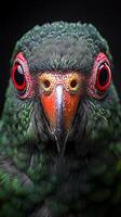 A bird with red eyes photo