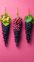 Three luscious bunches of grapes in vibrant red, green and black hues, elegantly arranged against a captivating pink backdrop. A c photo