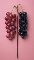 A captivating shot showcasing two bunches of grapesone red and one blackhanging side by side against a soft pink backdrop. The im photo