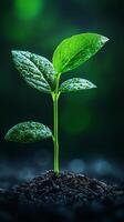 A vibrant green seedling emerges from the dark earth, symbolizing new growth, hope, and the resilience of nature. The detailed ca photo