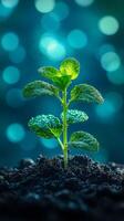 A vibrant captures the essence of new life a tiny sprout emerges from dark soil, its green leaves glistening with dew drops. The photo