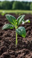 A vibrant green seedling emerges from rich soil, symbolizing growth, new beginnings, and the beauty of natures resilience. The yo photo