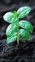 A vibrant green seedling emerges from dark soil, symbolizing new life, growth, and the beauty of natures resilience. The detailed photo