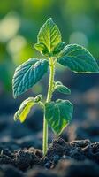 view of a vibrant green seedling emerging from dark soil, bathed in the soft light of dawn. A symbol of new life, growth, and the photo