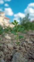 A Delicate Seedling Reaching for the Sky A Symbol of New Growth and Lifes Beginnings. This captivating image showcases a tiny plan photo
