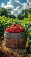 A wooden barrel brimming with freshly picked strawberries sits in a vibrant strawberry field under a sunny sky. This picturesque s photo