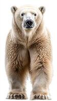 Magnificent Polar Bear A Portrait of Arctic Majesty. This stunning wildlife photograph captures the raw power and serene beauty of photo