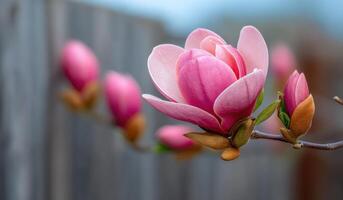 view of a delicate pink magnolia flower in full bloom. The image showcases the flowers soft petals and vibrant color against a blu photo