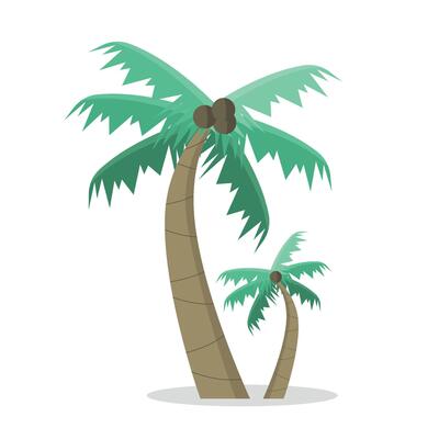 Palm trees with coconut icon. Two trees. Tropics.