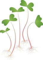 Several microgreen sprouts with green leaves, pink stems and visible roots. Isolated on white background. vector