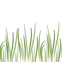 Row of green grass blades at the bottom of the image. Isolated on white background. Background for design, spring theme. vector