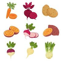 Root Vegetables Set Carrots with Beet, and Potato. vector