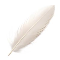 A single white feather isolated against a transparent background in a studio setting and soft lighting png