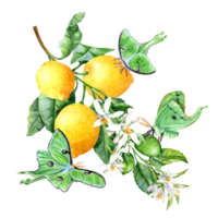 Green Branch with three fruits and flowers. Big green Saturnia Butterflies on the branch png