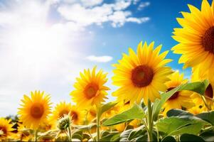 Sun flower field with bright blue sky photo