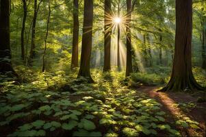 Sunlight through the trees on forrest photo
