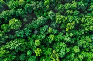 High angle view of green forrest photo