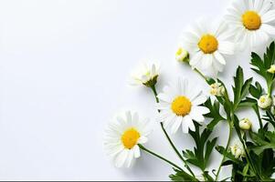 camomile flower with white background photo
