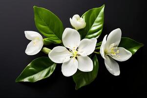 Jasmine flowers with leaf on black background photo