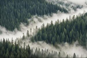 Aerial view of pine tree forrest with mist daytime photo