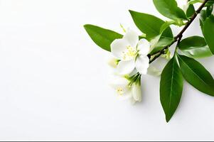 Jasmine flowers with leaf on white background photo