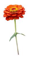 Isolated zinnia orage flower with stem cut out on white background for summer season and graphic design usage photo